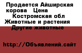 Продается Айширская корова › Цена ­ 120 000 - Костромская обл. Животные и растения » Другие животные   